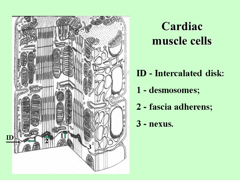 Cardiac  muscle cells ID - Intercalated disk: 1 - desmosomes; 2 - fascia